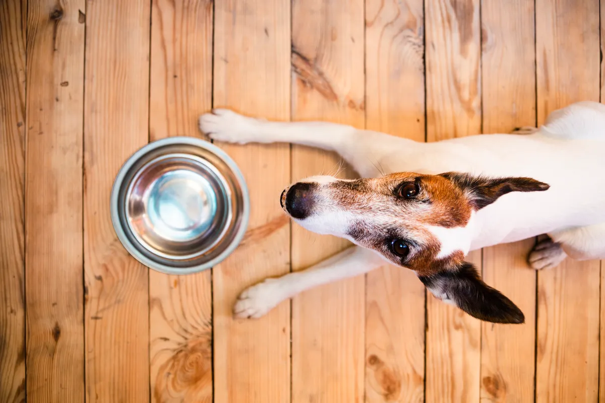 Czy pies może jeść banany? Skład, porcje, ryzyko i korzyści