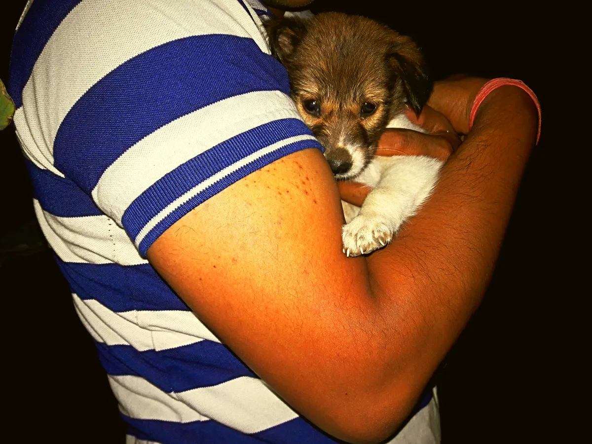 Gdzie zgłosić znęcanie się nad zwierzętami? Praktyczny poradnik zgłaszania przemocy wobec zwierząt