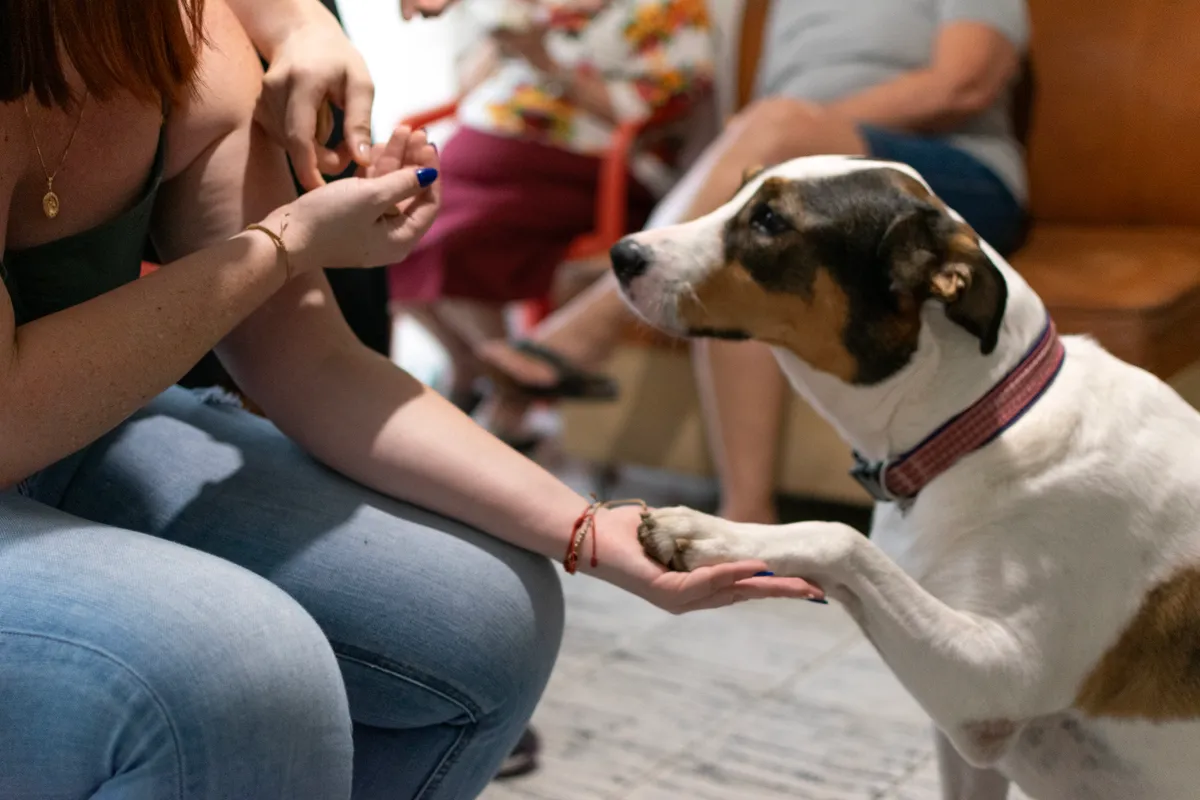 Jak socjalizować szczeniaka krok po kroku – kompletny poradnik dla opiekuna