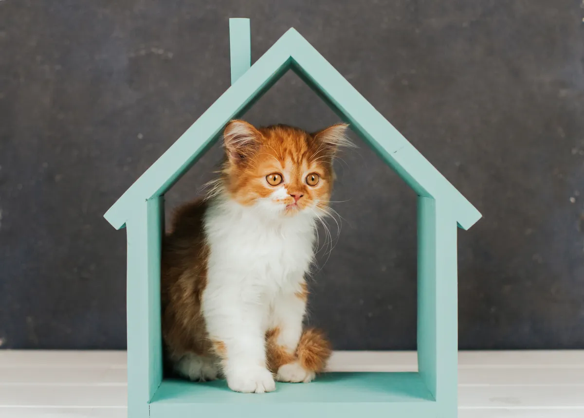 Jak urządzić przyjazny dom dla kota – kompletny poradnik