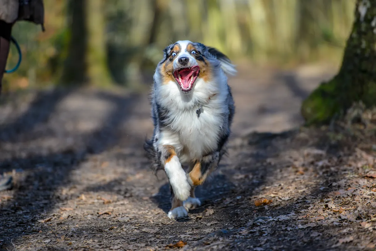 Jak zacząć wspólne bieganie z psem – plan treningu, sprzęt i bezpieczeństwo