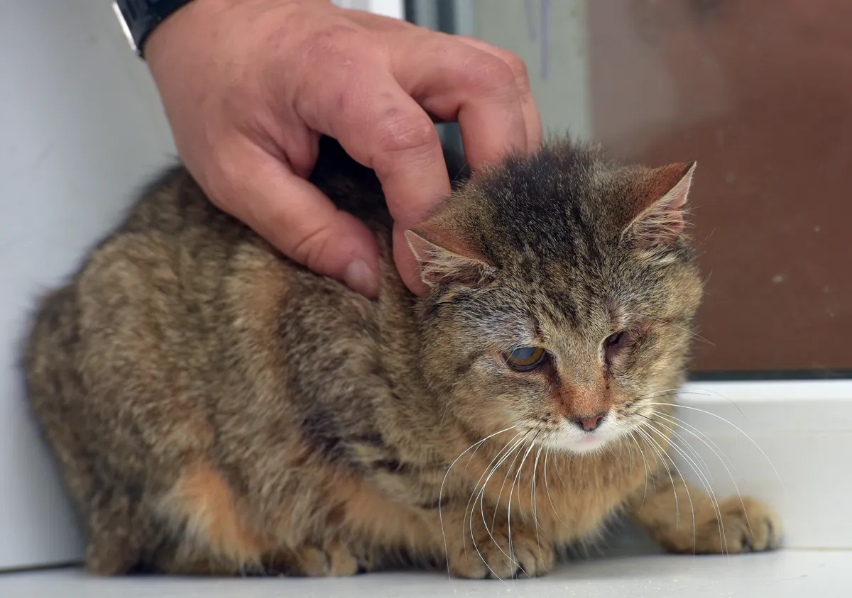 Odrobaczanie kota niewychodzącego z domu – jak często, czym i czy to naprawdę konieczne?